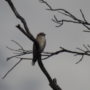 Microeca fascinans (Jacky Winter) at Hattah, VIC by Liam.m