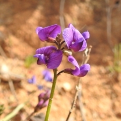 Swainsona monticola (Notched Swainson-Pea) at Stromlo, ACT - 3 Oct 2022 by HelenCross