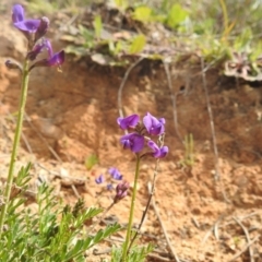 Swainsona monticola at Stromlo, ACT - 3 Oct 2022