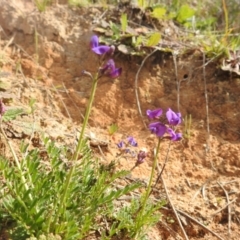 Swainsona monticola at Stromlo, ACT - 3 Oct 2022