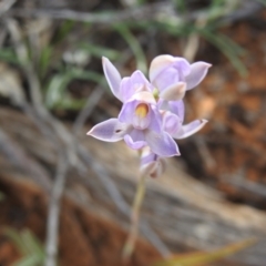 Thelymitra sp. (A Sun Orchid) at Hattah - Kulkyne National Park - 1 Oct 2022 by Liam.m