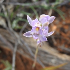 Thelymitra sp. at Hattah, VIC - suppressed