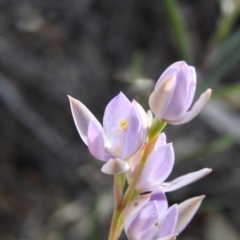 Thelymitra sp. at Hattah, VIC - 1 Oct 2022