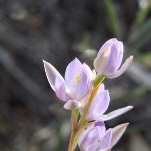 Thelymitra sp. at Hattah, VIC - suppressed