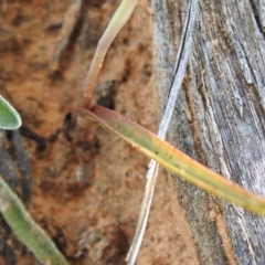 Thelymitra sp. at Hattah, VIC - suppressed