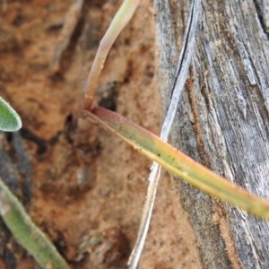 Thelymitra sp. at Hattah, VIC - 1 Oct 2022