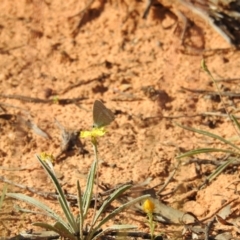 Lampides boeticus (Long-tailed Pea-blue) at Hattah, VIC - 1 Oct 2022 by Liam.m