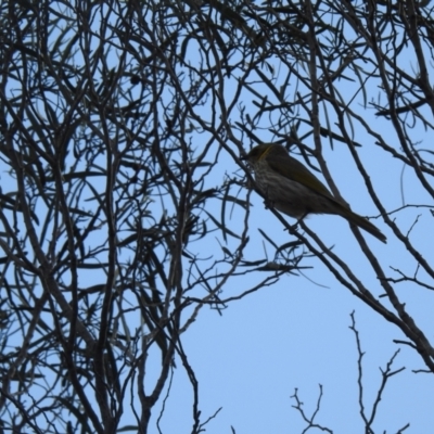 Ptilotula ornata (Yellow-plumed Honeyeater) at Hattah - Kulkyne National Park - 1 Oct 2022 by Liam.m