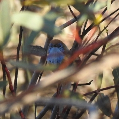 Stipiturus mallee (Mallee Emuwren) at Hattah, VIC - 1 Oct 2022 by Liam.m