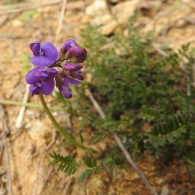 Swainsona monticola (Notched Swainson-Pea) at Lions Youth Haven - Westwood Farm A.C.T. - 3 Oct 2022 by HelenCross