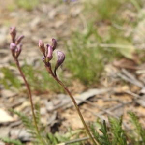 Swainsona monticola at Stromlo, ACT - 3 Oct 2022