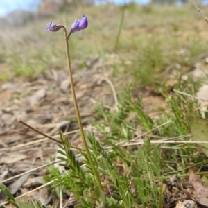 Swainsona monticola at Stromlo, ACT - 3 Oct 2022