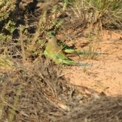 Psephotellus varius (Mulga Parrot) at Hattah, VIC - 1 Oct 2022 by Liam.m