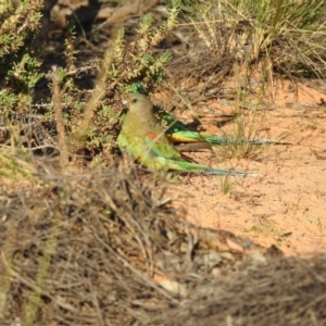 Psephotellus varius at Hattah, VIC - suppressed