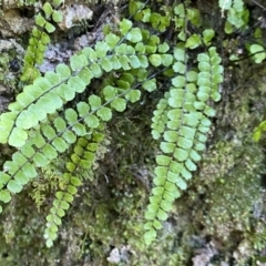 Asplenium trichomanes (Common Spleenwort) at Deua National Park (CNM area) - 25 Sep 2022 by Ned_Johnston