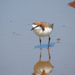 Anarhynchus ruficapillus (Red-capped Plover) at Lake Tyrrell, VIC - 1 Oct 2022 by Liam.m