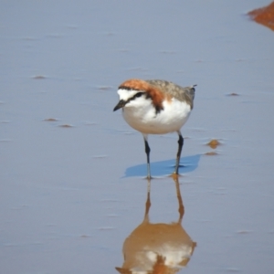 Charadrius ruficapillus (Red-capped Plover) at Lake Tyrrell, VIC by Liam.m