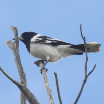 Cracticus nigrogularis (Pied Butcherbird) at Lions Youth Haven - Westwood Farm A.C.T. - 3 Oct 2022 by HelenCross