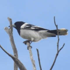 Cracticus nigrogularis (Pied Butcherbird) at Stromlo, ACT - 3 Oct 2022 by HelenCross