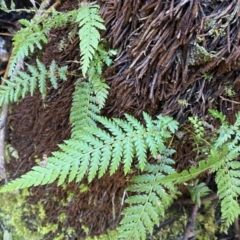 Dicksonia antarctica (Soft Treefern) at Berlang, NSW - 25 Sep 2022 by NedJohnston