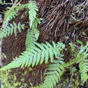 Dicksonia antarctica at Berlang, NSW - 25 Sep 2022