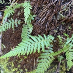 Unidentified Fern / Clubmoss at Berlang, NSW - 25 Sep 2022 by Ned_Johnston