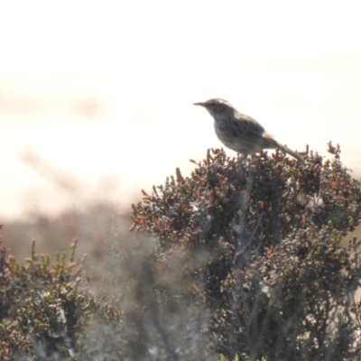 Calamanthus campestris (Rufous Fieldwren) at Lake Tyrrell, VIC - 1 Oct 2022 by Liam.m