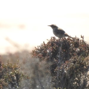 Calamanthus campestris at suppressed - 2 Oct 2022