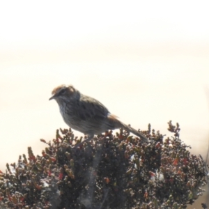 Calamanthus campestris at suppressed - 2 Oct 2022