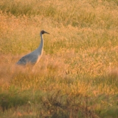 Grus rubicunda (Brolga) at Wanganella, NSW - 2 Oct 2022 by Liam.m