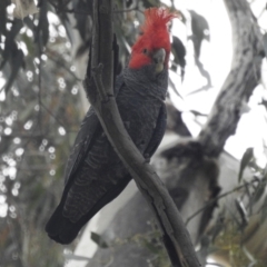 Callocephalon fimbriatum (Gang-gang Cockatoo) at Kambah, ACT - 3 Oct 2022 by HelenCross