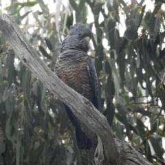 Callocephalon fimbriatum at Kambah, ACT - suppressed