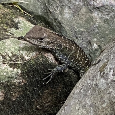 Intellagama lesueurii howittii (Gippsland Water Dragon) at Berlang, NSW - 25 Sep 2022 by Ned_Johnston