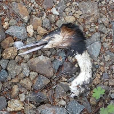 Podiceps cristatus (Great Crested Grebe) at Cotter Reserve - 3 Oct 2022 by Birdy