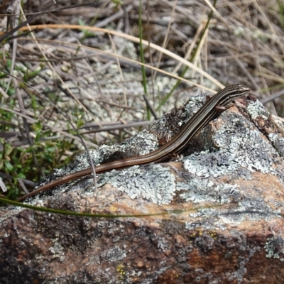 Ctenotus taeniolatus (Copper-tailed Skink) at Block 402 - 3 Oct 2022 by RobG1