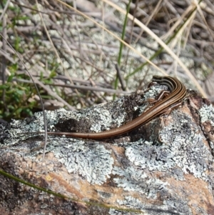 Ctenotus taeniolatus at Stromlo, ACT - 3 Oct 2022