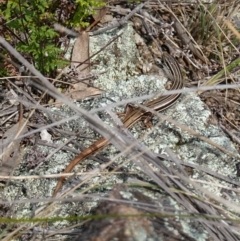 Ctenotus taeniolatus at Stromlo, ACT - 3 Oct 2022