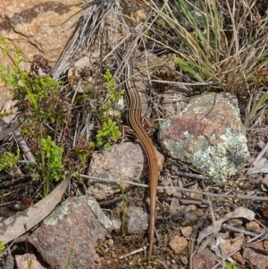 Ctenotus taeniolatus at Stromlo, ACT - 3 Oct 2022