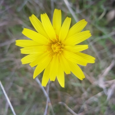 Microseris walteri (Yam Daisy, Murnong) at Goorooyarroo NR (ACT) - 3 Oct 2022 by byomonkey