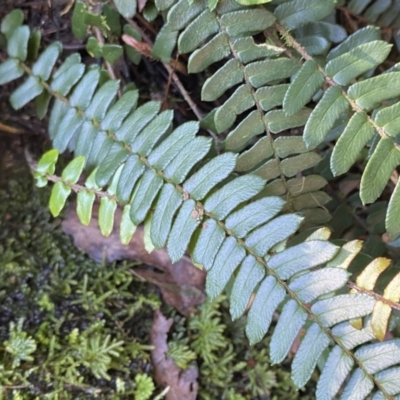 Pellaea falcata (Sickle Fern) at Berlang, NSW - 3 Oct 2022 by Ned_Johnston