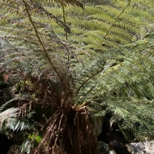 Cyathea australis subsp. australis at Berlang, NSW - 25 Sep 2022