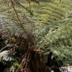 Cyathea australis subsp. australis (Rough Tree Fern) at Berlang, NSW - 25 Sep 2022 by Ned_Johnston