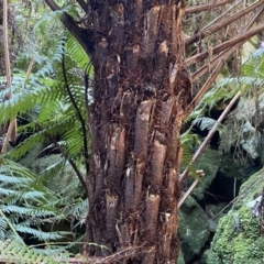 Cyathea australis subsp. australis at Berlang, NSW - suppressed