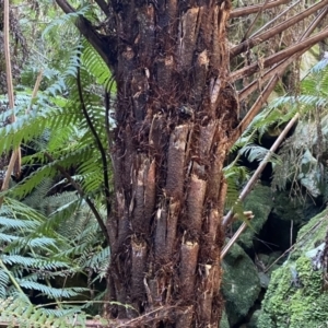Cyathea australis subsp. australis at Berlang, NSW - 25 Sep 2022