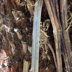 Cyathea australis subsp. australis at Berlang, NSW - suppressed