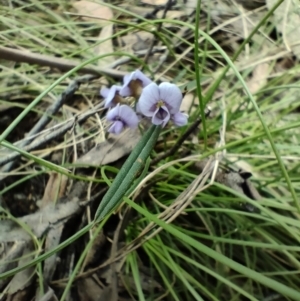 Hovea heterophylla at Paddys River, ACT - 3 Oct 2022