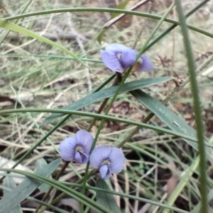 Hovea heterophylla at Paddys River, ACT - 3 Oct 2022