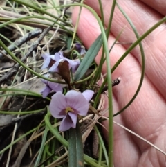 Hovea heterophylla at Paddys River, ACT - 3 Oct 2022