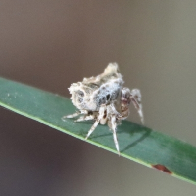Celaenia atkinsoni (Atkinson's bird-dropping spider) at GG139 - 3 Oct 2022 by LisaH