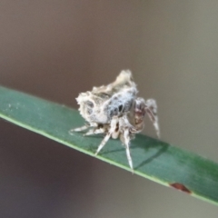Unidentified Spider (Araneae) (TBC) at Deakin, ACT - 3 Oct 2022 by LisaH